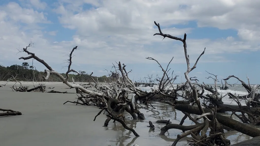 old trees fallen on a beach at Hunter Island State Park in South Carolina