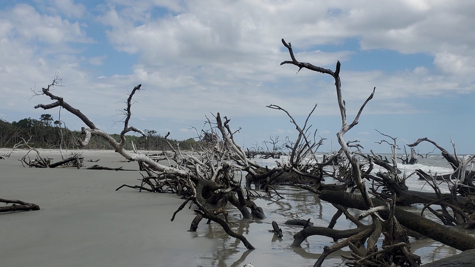 old trees fallen on a beach at Hunter Island State Park in South Carolina