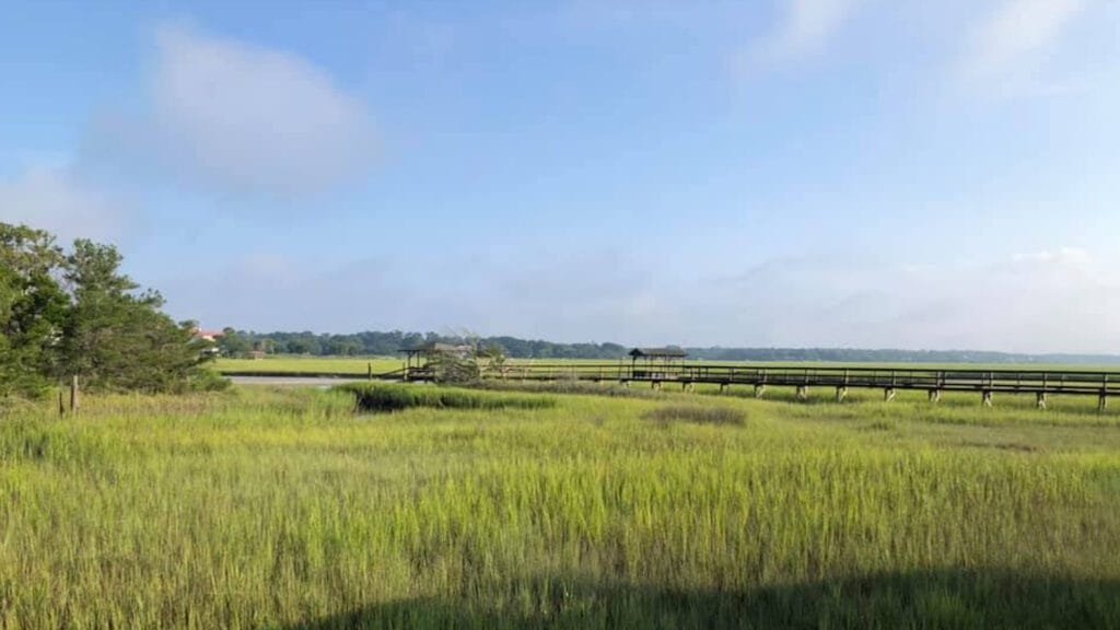 view of marshland at pawley's island sc
