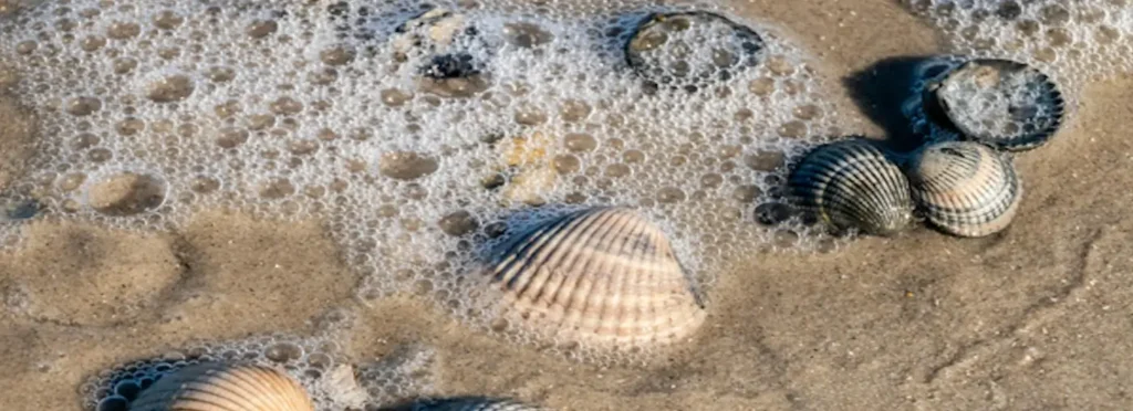 Seashells on the beach