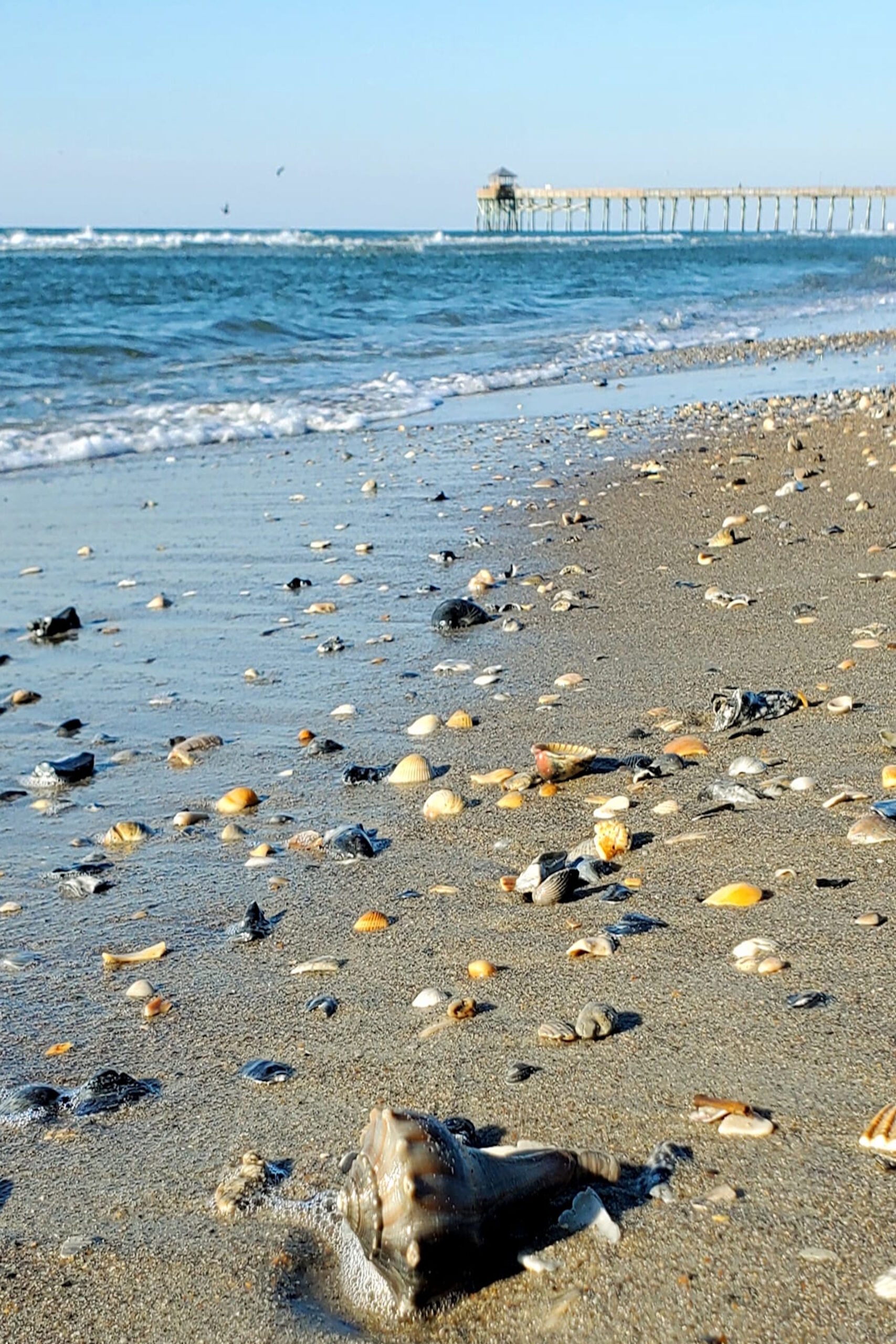 A collection of colorful Carolina seashells, including a Scotch Bonnet, Lettered Olive, and whelks, resting on wet beach sand at low tide