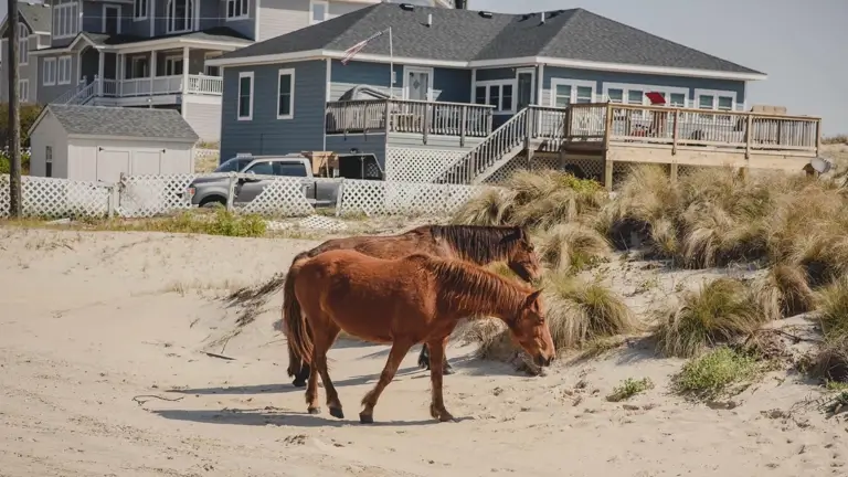 Outer Banks beach dunes North Carolina OBX