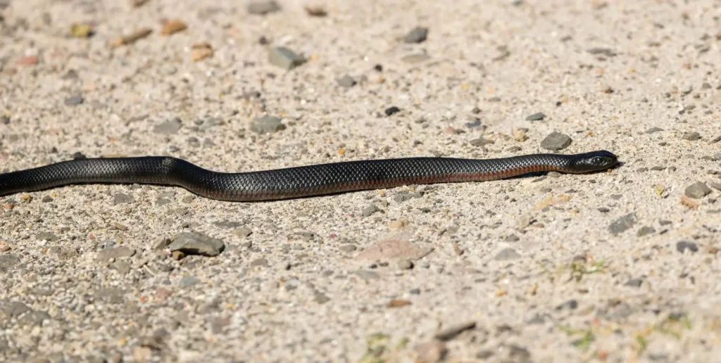 black snake crawling over sand