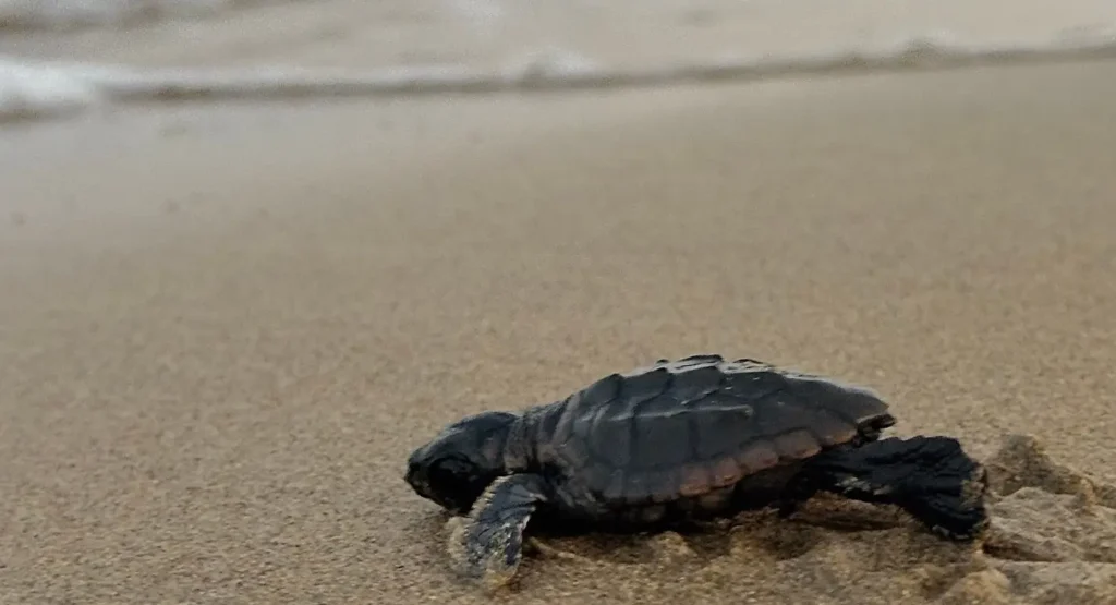 Baby sea turtle hatchling making its way across sandy beach toward the Atlantic Ocean at sunrise, a symbol of coastal wildlife conservation in the Carolinas.