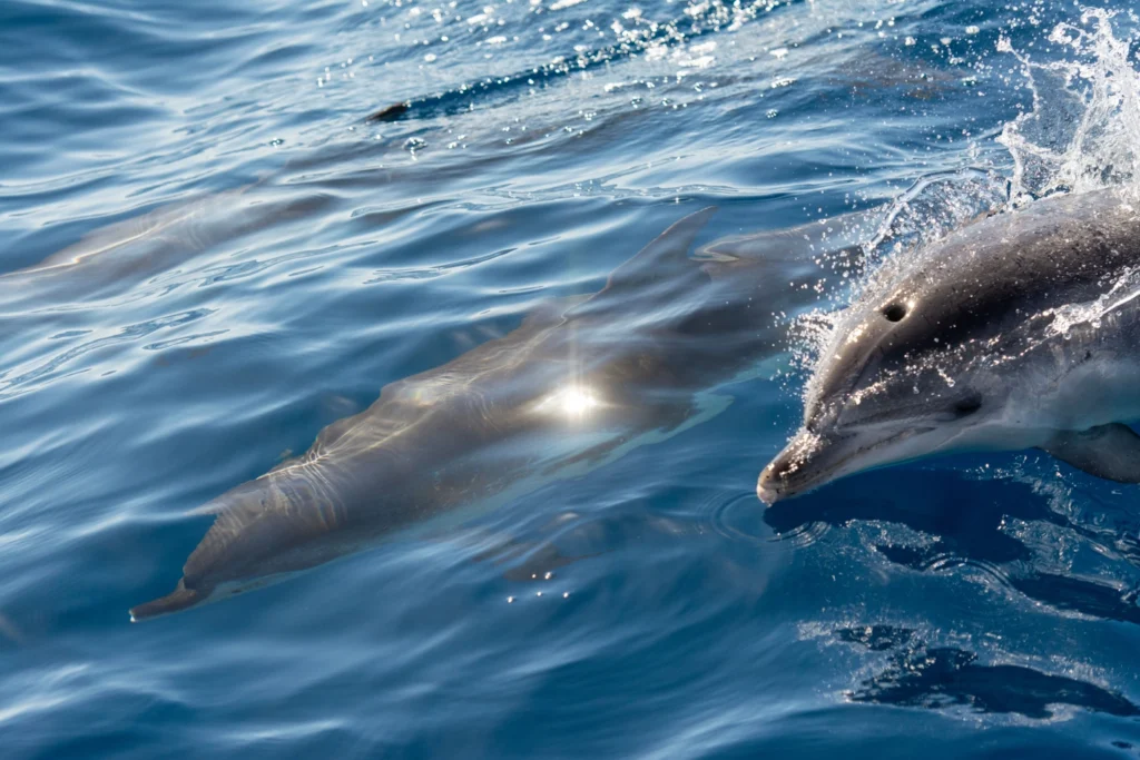 Close-up of two bottlenose dolphins in bright blue water, one surfacing on the right with a splash while the other swims just beneath the surface, sunlight glinting on the waves.