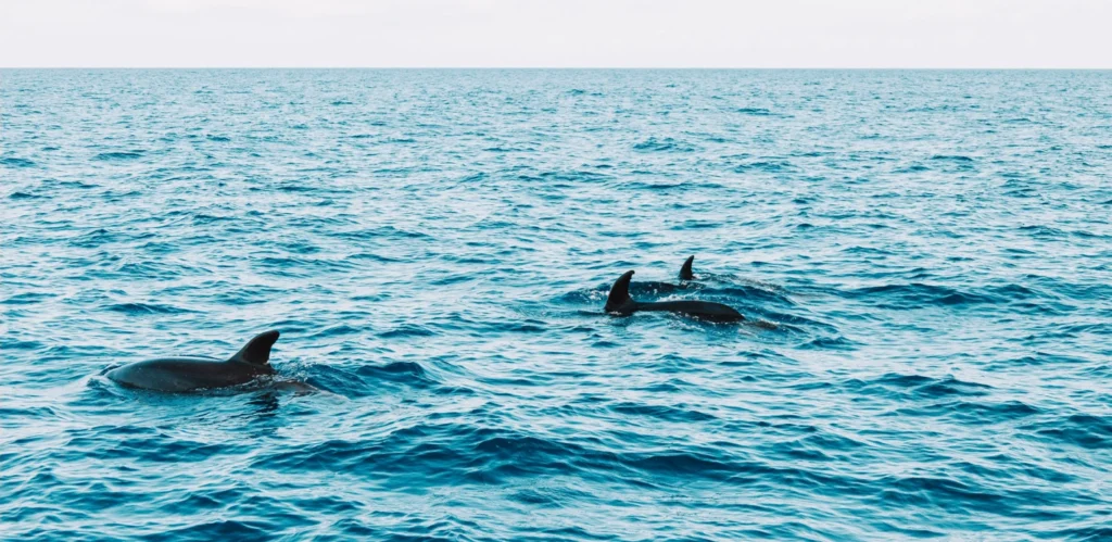 Two dolphins swimming across a vast expanse of calm blue ocean, their dorsal fins and backs visible above the rippling surface.