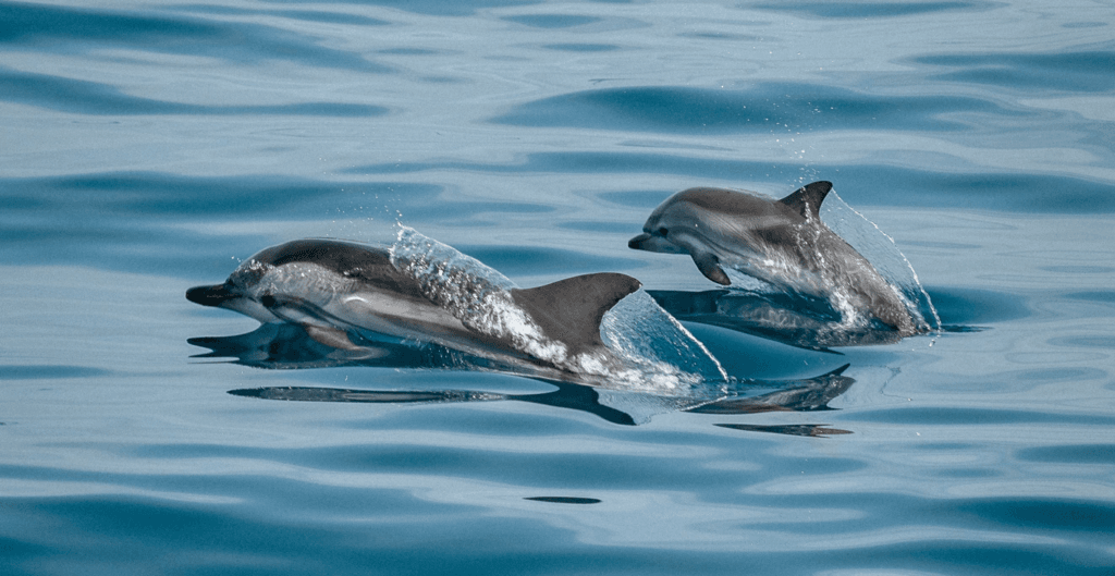 Two bottlenose dolphins swimming energetically side by side in clear blue ocean water, one leaping and creating a splash while the other glides through the surface.