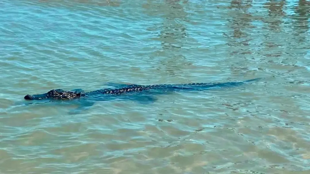 Alligator swimming in shallow coastal waters near a Carolina beach on a sunny day.