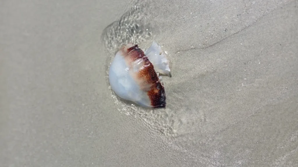 Close-up of a jellyfish stranded on wet beach sand as a thin layer of seawater flows around it, highlighting its translucent white body and reddish-brown edge in soft natural light.