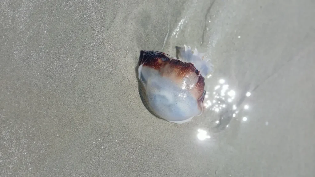 Close-up of a jellyfish stranded on wet beach sand as a thin layer of seawater flows around it, highlighting its translucent white body and reddish-brown edge in soft natural light.