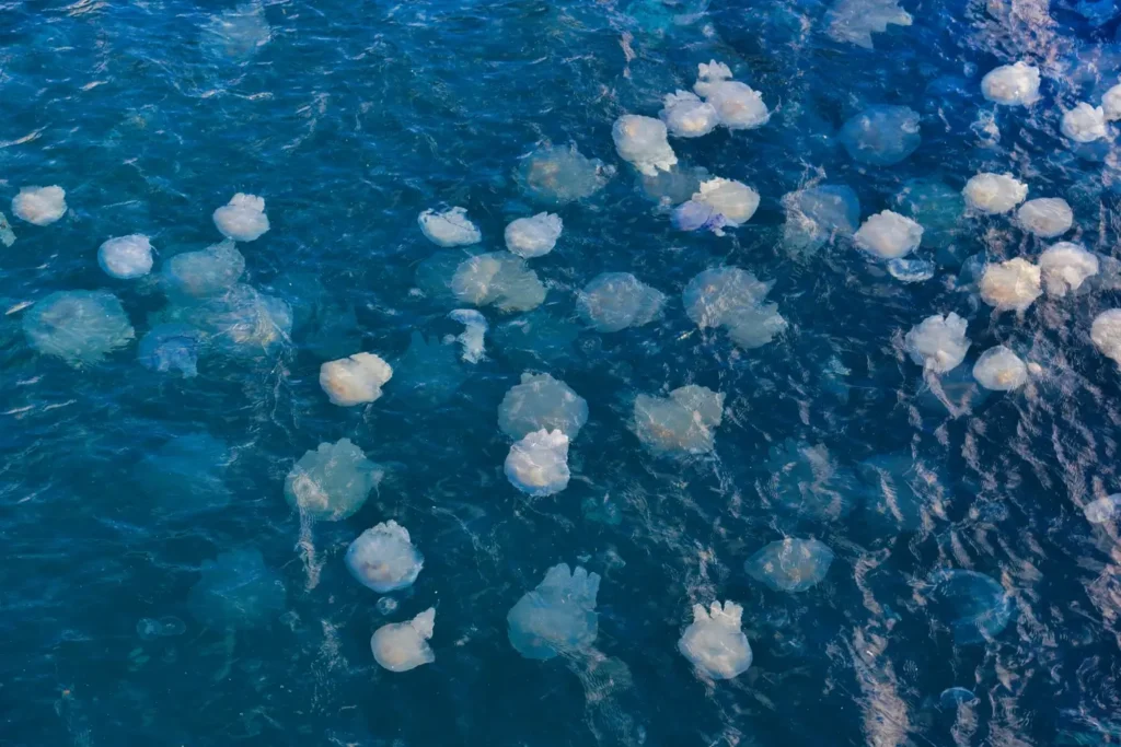 Dozens of translucent white jellyfish drift near the surface of clear blue ocean water, creating a striking marine scene with sunlight reflecting across the waves.