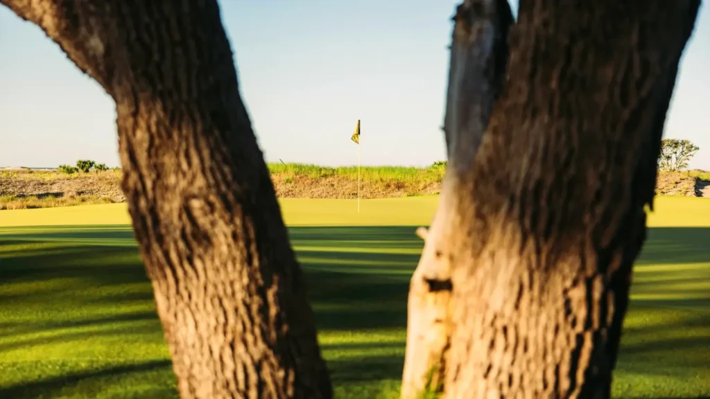 View of a golf green framed by two large tree trunks in the foreground. A yellow flagstick is visible on the green in the distance under a clear sky.