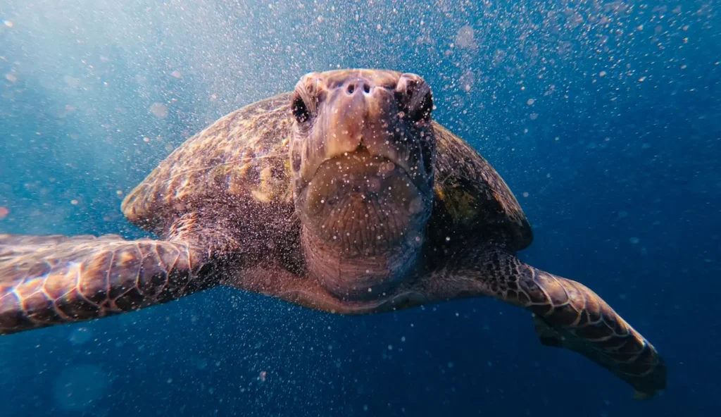 A close-up, front-facing view of a sea turtle swimming through blue ocean water, surrounded by tiny bubbles illuminated by sunlight filtering from above.
