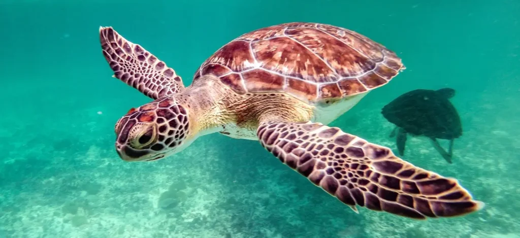 A green sea turtle glides horizontally through bright turquoise water, showcasing the intricate mosaic patterns on its flippers and shell while another turtle swims in the background.