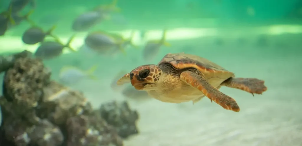 A juvenile sea turtle swimming underwater above a sandy seabed, with fish and coral rocks visible in the background.