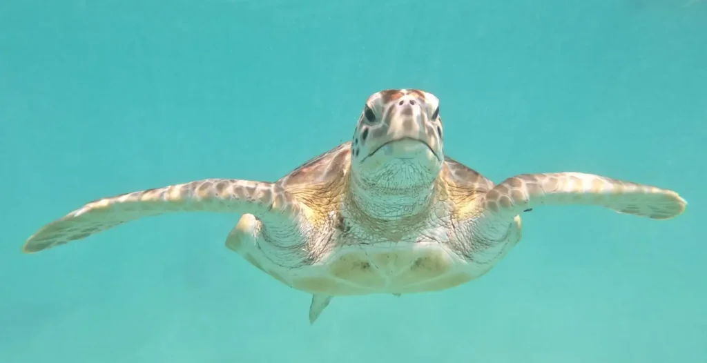 A green sea turtle swimming directly toward the camera underwater in clear turquoise water, flippers extended.