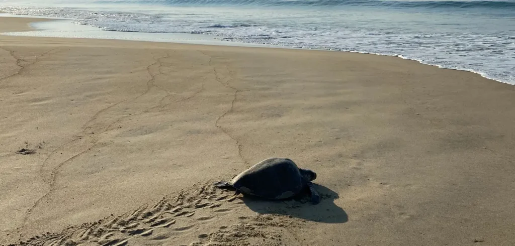 A juvenile sea turtle swimming underwater above a sandy seabed, with fish and coral rocks visible in the background.
