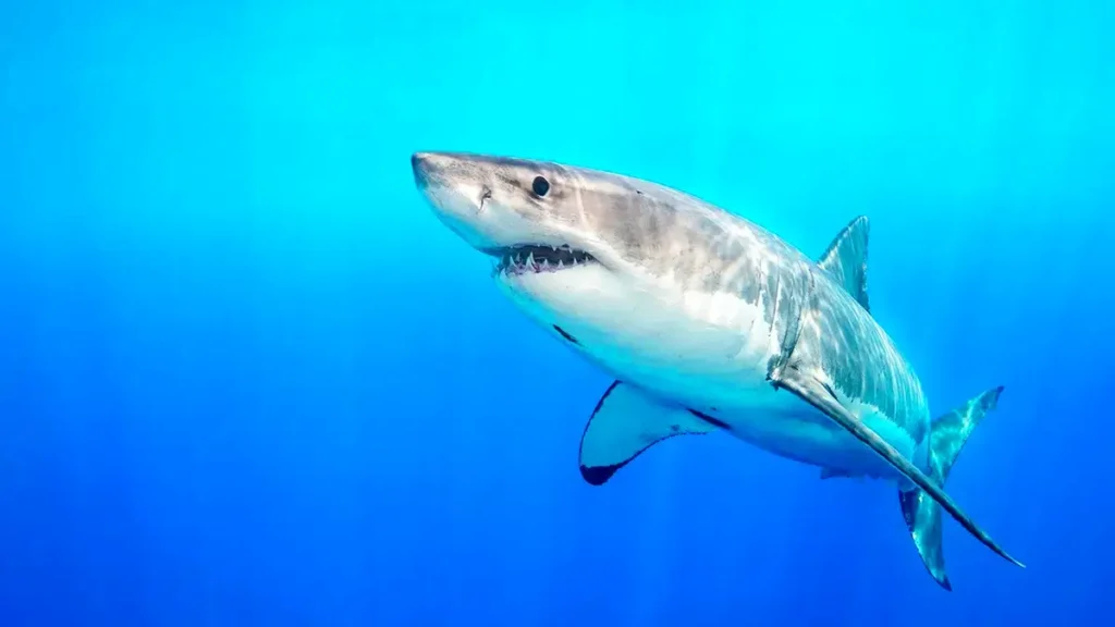 shark in the ocean near myrtle beach sc
