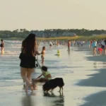 A crowded beach at sunset with people, a dog, and swimmers enjoying the shore.