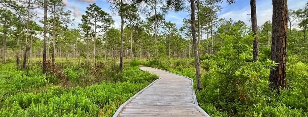 A winding wooden boardwalk path curving through a lush green forest wetland, surrounded by tall pine trees and dense vibrant vegetation under a bright blue sky.