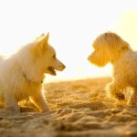 Two fluffy white dogs facing each other on the sand during a golden sunset, with warm backlighting and sand particles in the air.