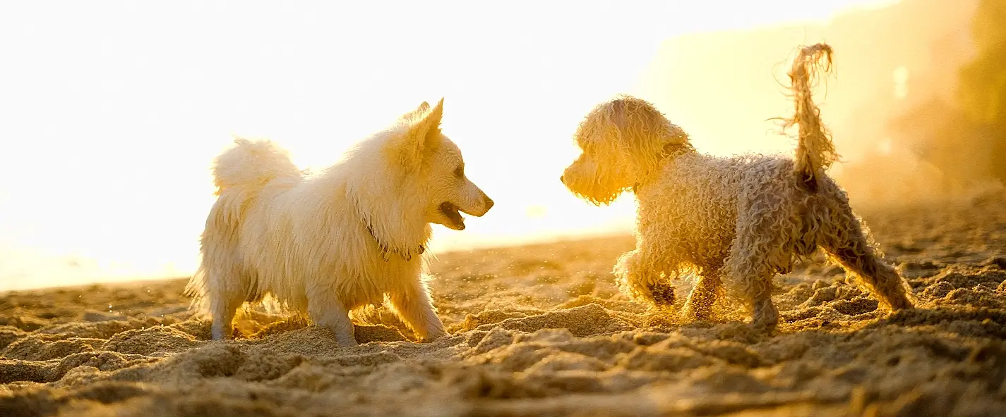 Two fluffy white dogs facing each other on the sand during a golden sunset, with warm backlighting and sand particles in the air.