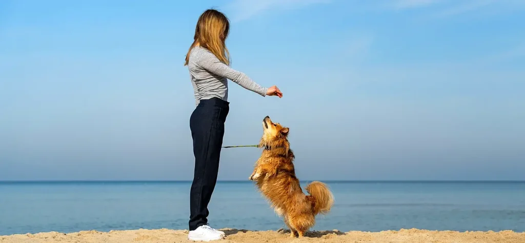 A woman standing on the beach holding her hand out while a fluffy brown dog stands on its hind legs on a leash, reaching up toward her.
