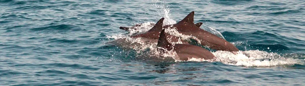 Pod of dolphins surfacing together, fins breaking through choppy blue water