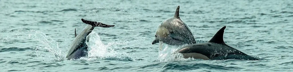 Two dolphins leaping from the ocean, one twisting mid-air with tail raised