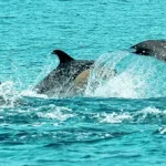 Three dolphins leaping together through turquoise coastal water