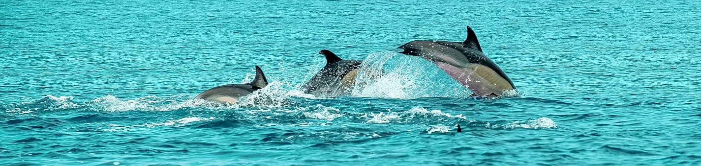 Three dolphins leaping together through turquoise coastal water