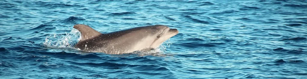 Solo bottlenose dolphin surfacing with fin and snout above the waterline