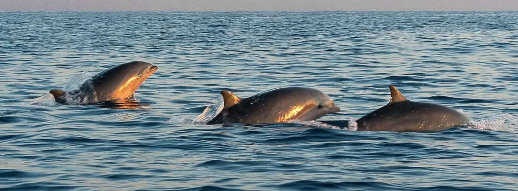Three dolphins swimming near the surface, sunlight glinting off wet skin at golden hour