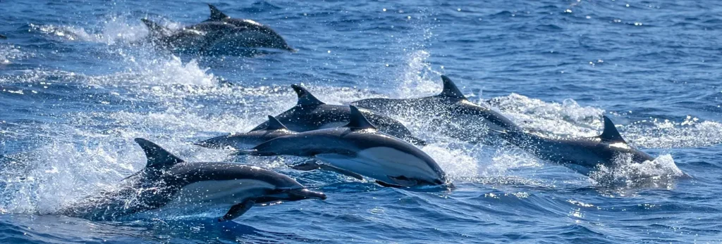 Group of dolphins leaping together through choppy open water