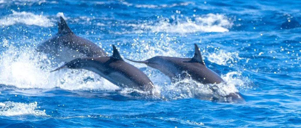 Three dolphins leaping in unison through splashing waves