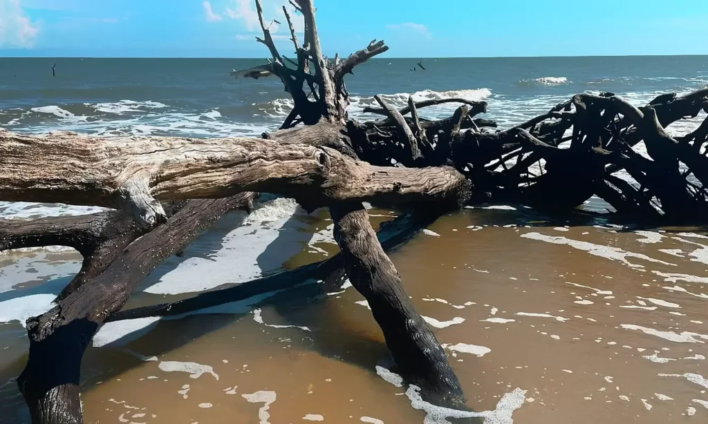 Large weathered driftwood tree trunk and branches scattered on a sandy beach at Edisto Island, with ocean waves and white foam washing around the wood under a blue sky.