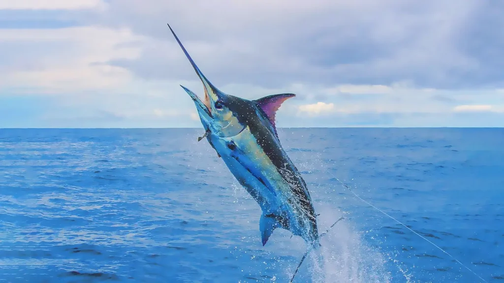 A large, vibrant blue marlin leaping dramatically out of the ocean, its body arched and bill pointed upward. Water splashes around it against a backdrop of open blue sea and partly cloudy sky, a classic big-game fishing action shot.