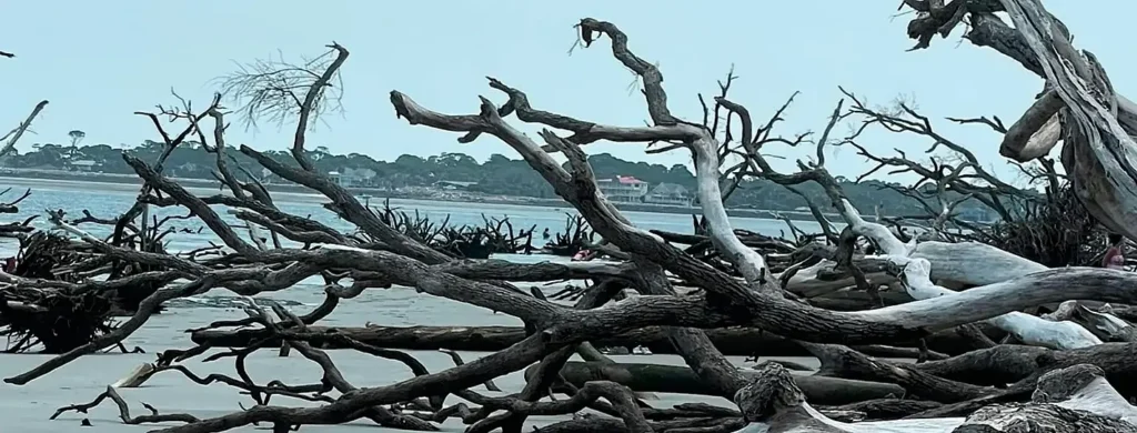 Large tangled pile of weathered driftwood on a sandy beach, with twisted gray branches in the foreground. In the background, calm water stretches toward a distant shoreline lined with trees and houses under a pale overcast sky