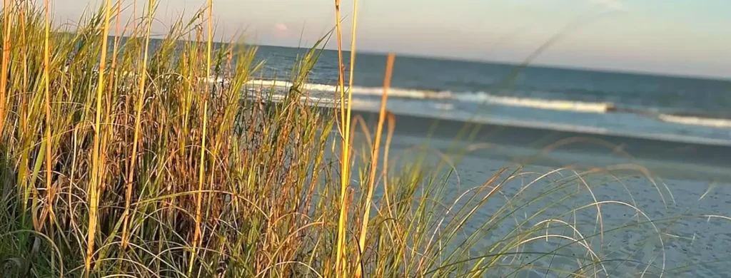 Tall golden sea oats and beach grass in the foreground, glowing in warm sunlight, with the ocean and rolling waves visible in the background on a serene beach at sunrise or sunset.