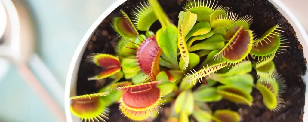 Overhead view of a potted Venus flytrap with multiple open, red-throated traps