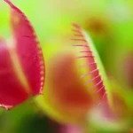 Close-up of several open Venus flytrap jaws with red interiors against a blurred green backdrop