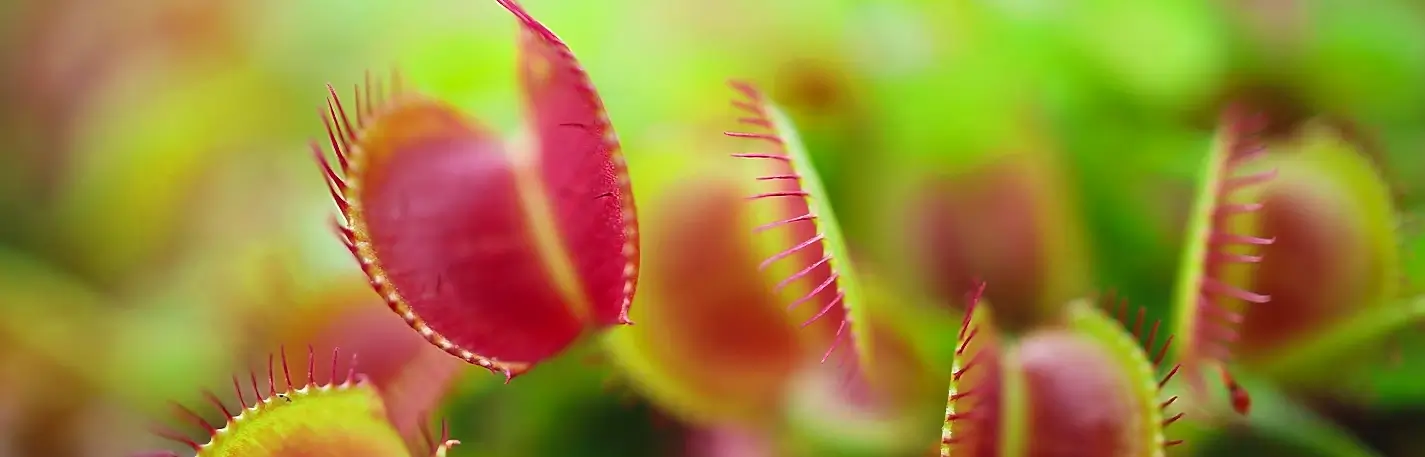 Close-up of several open Venus flytrap jaws with red interiors against a blurred green backdrop