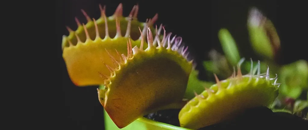 Macro shot of yellow-green Venus flytrap teeth interlocking against a dark background