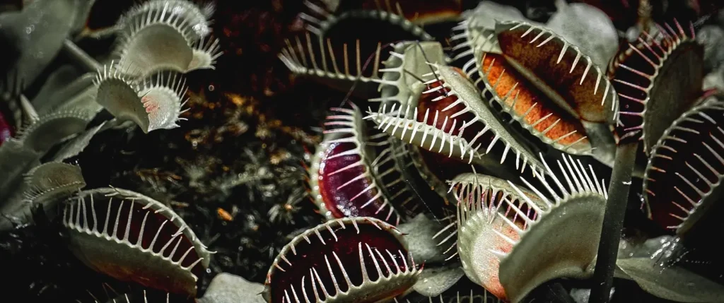Cluster of small Venus flytraps growing among sphagnum moss in a terrarium