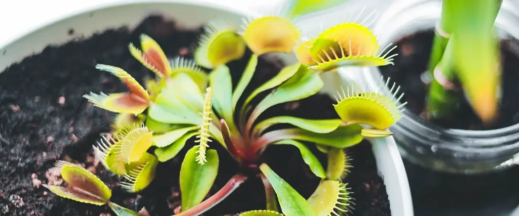 Potted Venus flytrap with yellow-green traps growing beside another houseplant