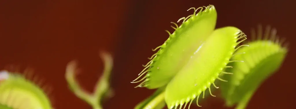Macro close-up of a single Venus flytrap mid-closure, teeth interlocked