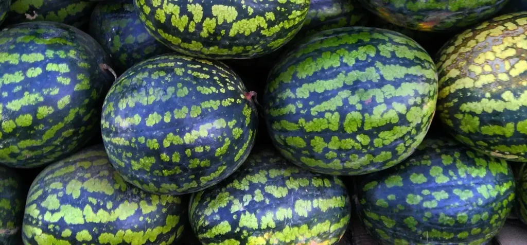 Close-up pile of fresh whole watermelons with dark green and light green striped rinds