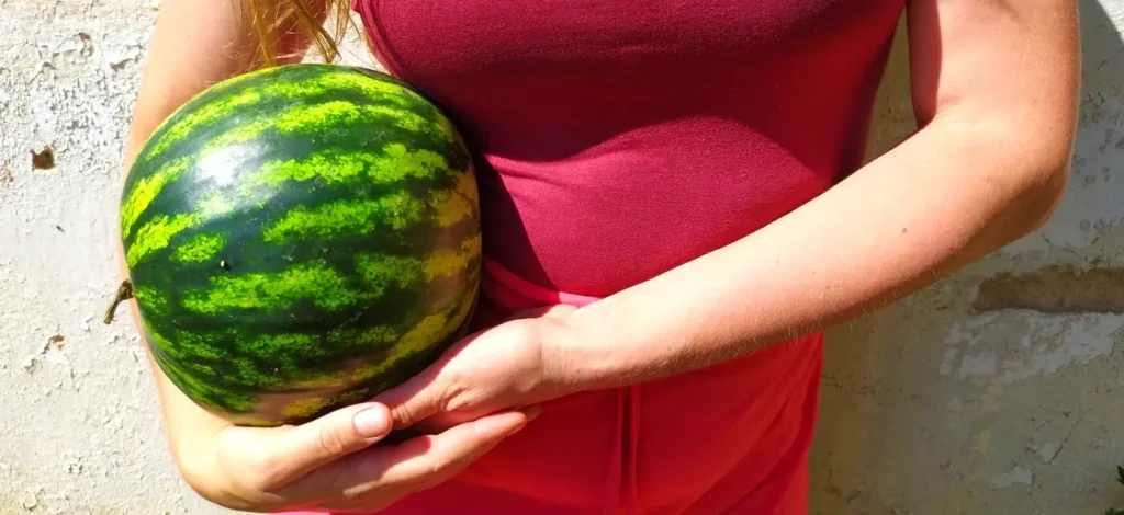 A person in a red top holding a whole green watermelon with both hands