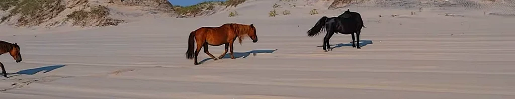 Brown and black wild horses grazing together on the sand near Carova Beach, Outer Banks