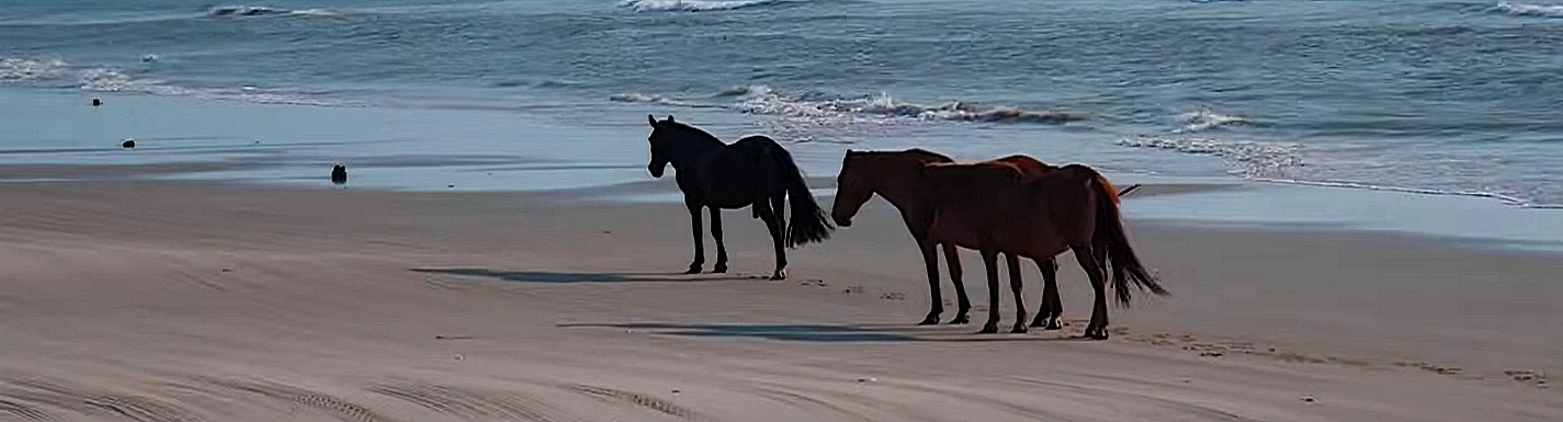Black and brown wild horses standing at the shoreline with ocean waves in Corolla, NC